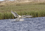 ����� ������ (Cygnus bewickii) �������� ������